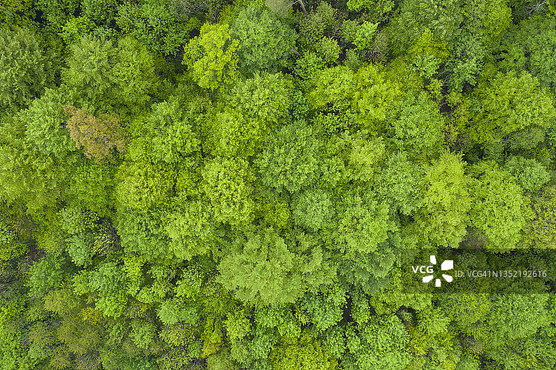 德国巴伐利亚施泰格瓦尔德春季绿意盎然的落叶林航拍景观图片素材