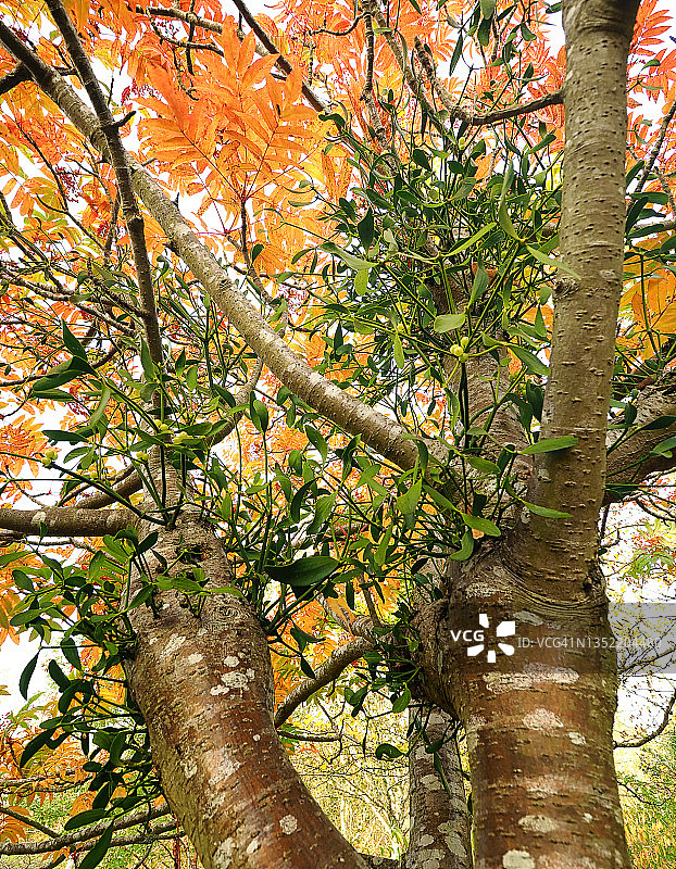 花楸树上生长的槲寄生图片素材