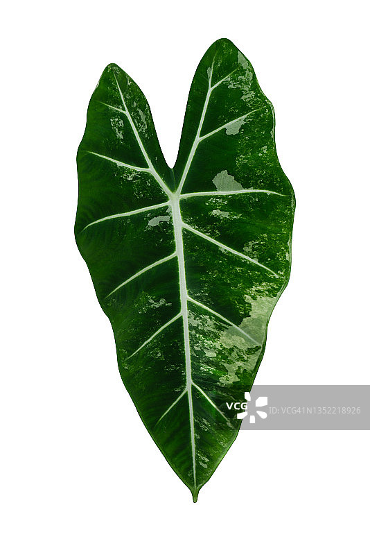 白底分离的银脉观音莲叶子，又名：绿天鹅绒图片素材