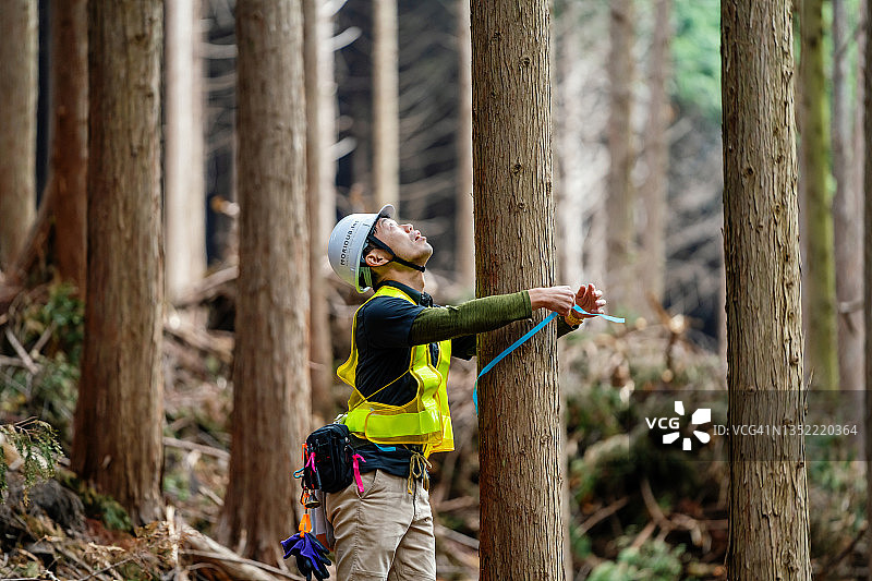 测量和标记树木的林业工人图片素材