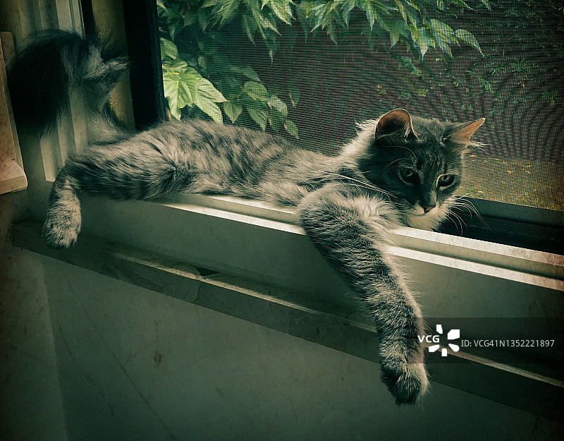 窗台上的猫图片素材