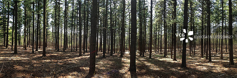 威斯康星州森林图片素材