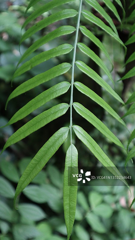 绿叶特写图片素材