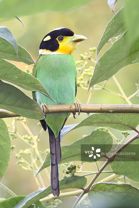 长尾阔嘴鸟图片素材
