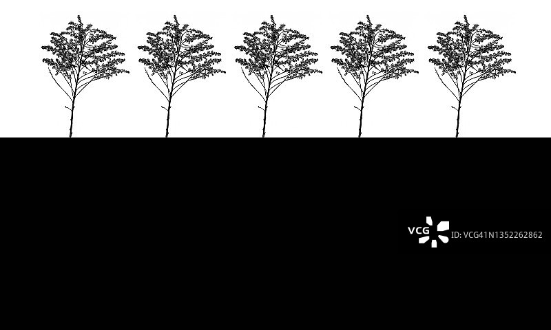 5棵树图片素材