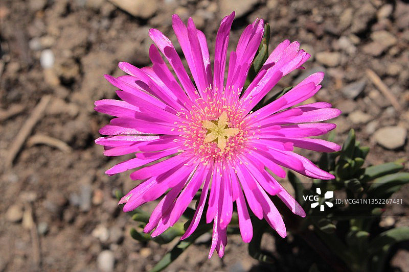 “冰植物”的花- Lampranthus conspicuous图片素材