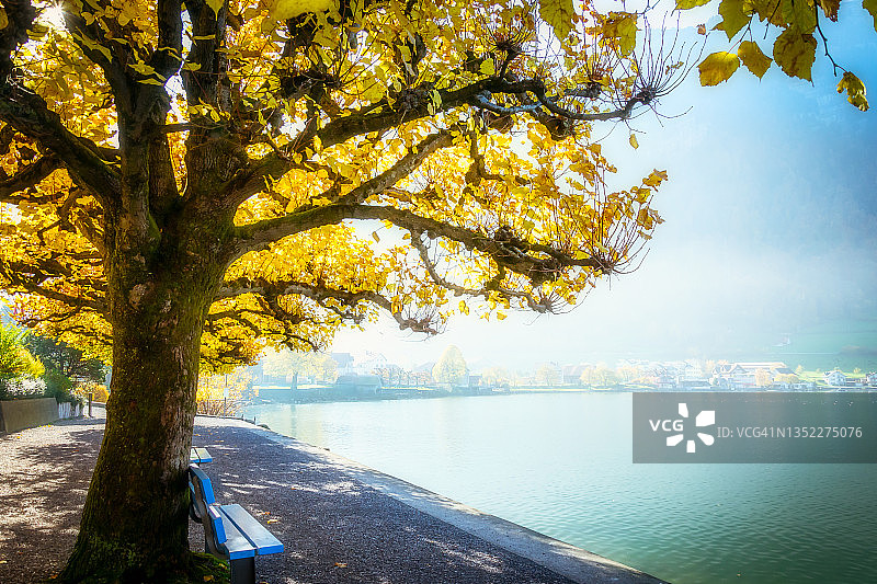 瑞士楚格湖畔的空长椅和树木图片素材