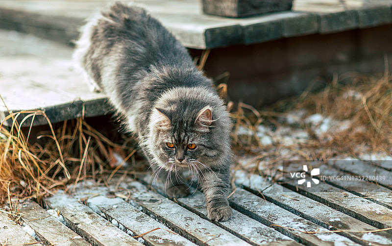 灰色猫咪在俄罗斯村庄蓝色复古门附近的木制台阶上行走图片素材