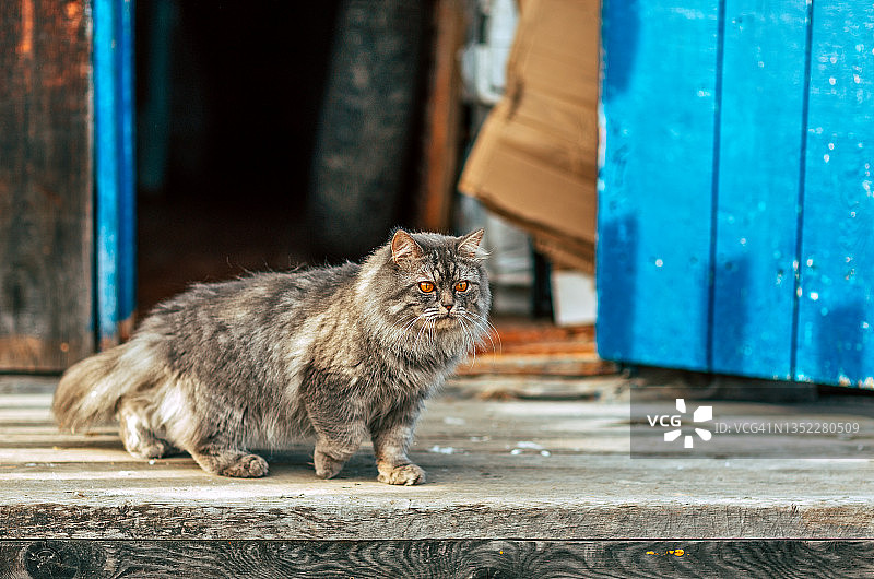 灰色猫咪在俄罗斯村庄蓝色复古门附近的木制台阶上行走图片素材