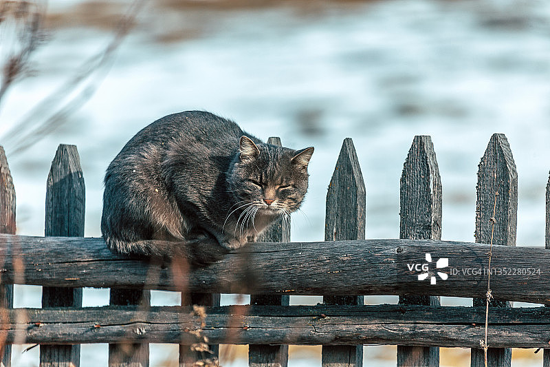 一只灰色的猫坐在栅栏上，俄罗斯乡村图片素材