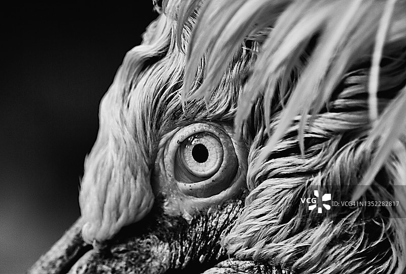 美洲白鹈鹕的眼睛图片素材