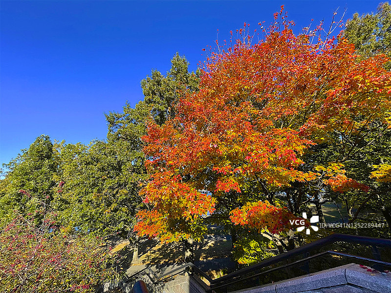 纽约市河滨公园树木上的红色树叶图片素材
