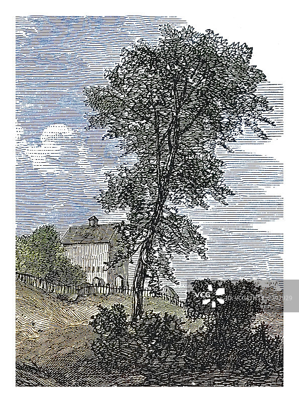 单棵树木古老雕刻插图图片素材
