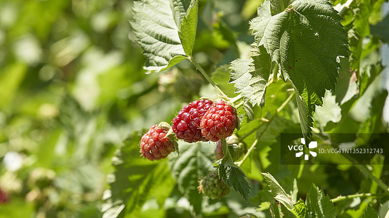 藤蔓上的有机浆果图片素材