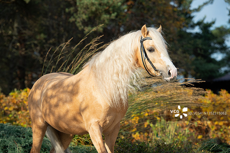 漂亮的帕洛米诺威尔士矮马在漂亮的马厩花园里摆姿势的肖像，秋季图片素材