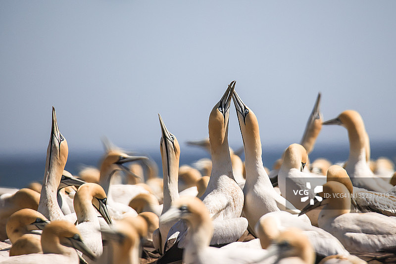 旅行——南非——海角塘鹅栖息地图片素材