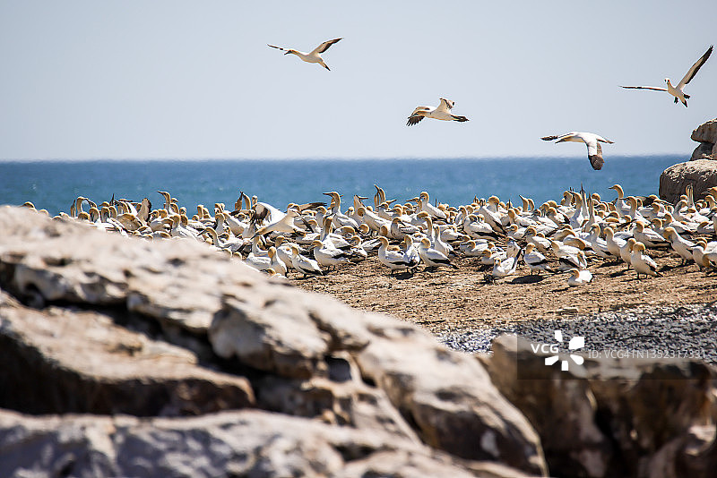 旅行——南非——海角塘鹅栖息地图片素材