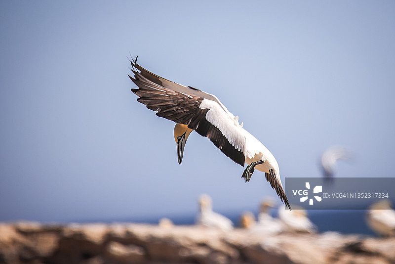 旅行——南非——海角塘鹅栖息地图片素材