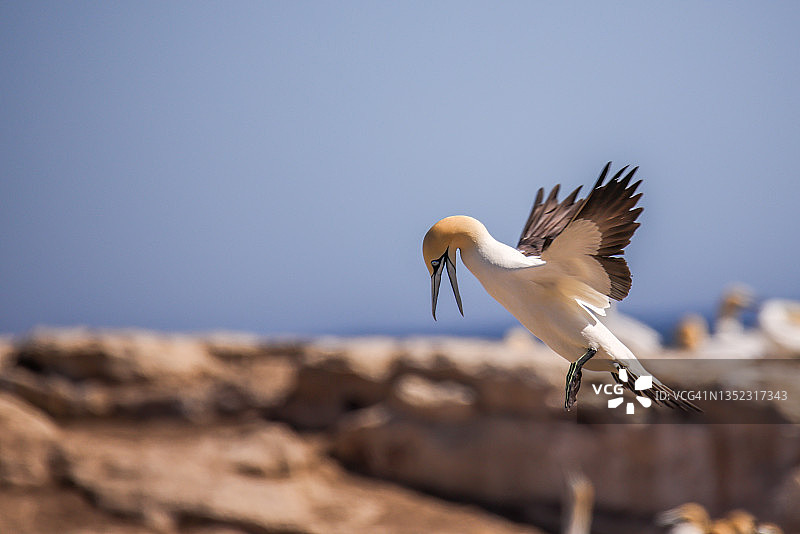 旅行——南非——海角塘鹅栖息地图片素材
