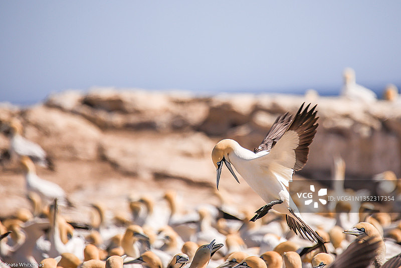 旅行——南非——海角塘鹅栖息地图片素材