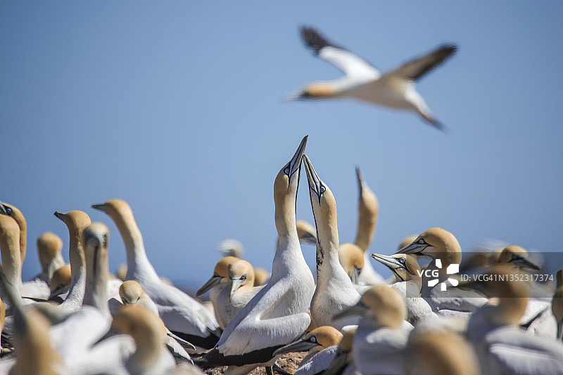 旅行——南非——海角塘鹅栖息地图片素材