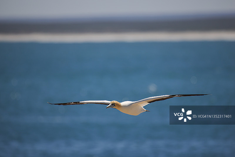 旅行——南非——海角塘鹅栖息地图片素材
