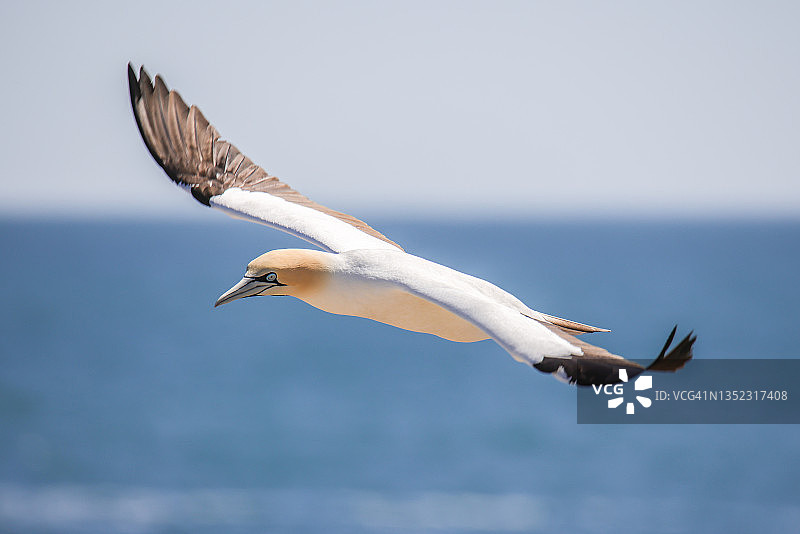 旅行——南非——海角塘鹅栖息地图片素材