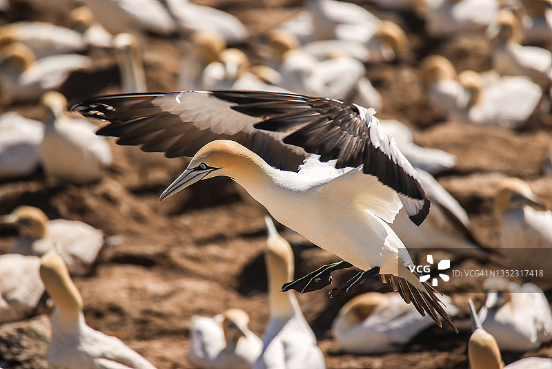 旅行——南非——海角塘鹅栖息地图片素材