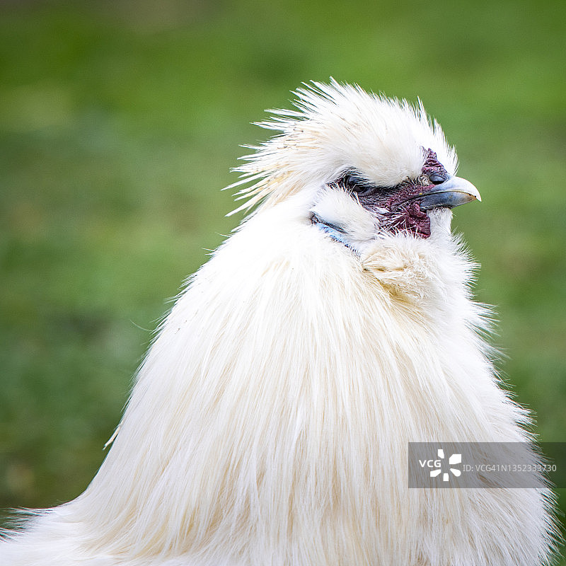 家禽收藏图片素材