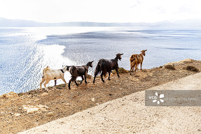 前往巴洛斯海滩路上的野山羊图片素材