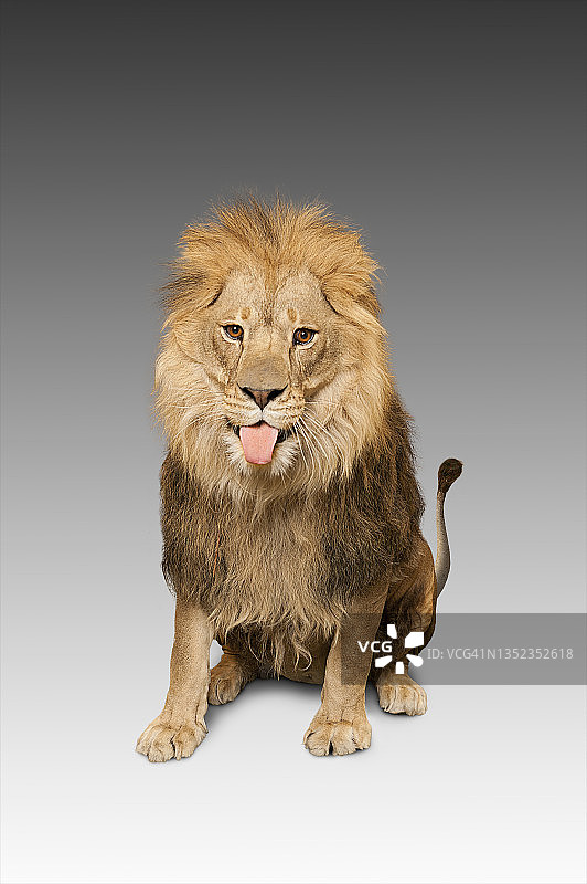 有趣的狮子图片素材