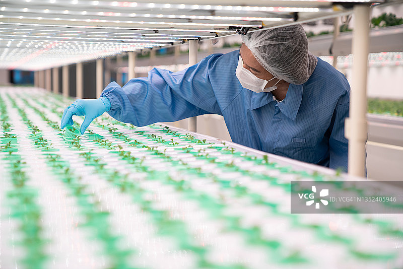 种植孔中羽衣甘蓝幼苗的苗圃养殖，垂直水培LED灯养殖图片素材