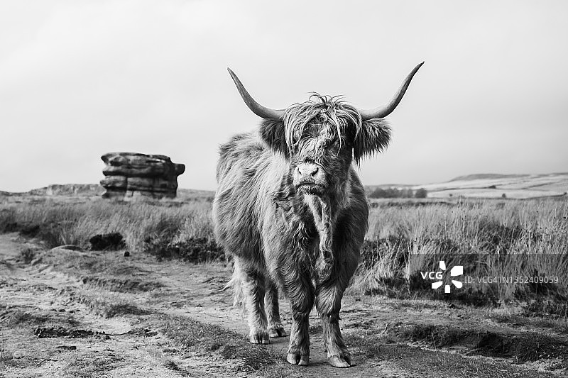 鹰石前的高地牛图片素材