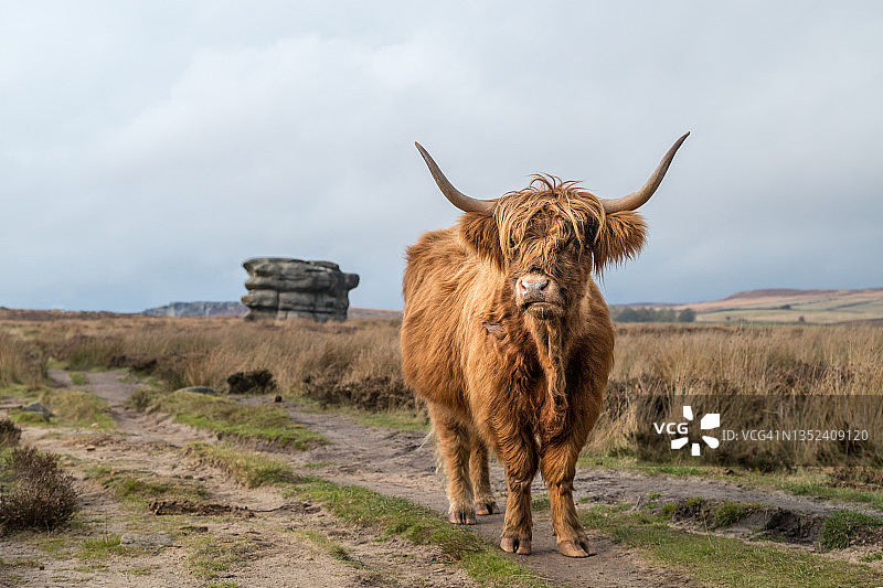 鹰石平地前的高地牛图片素材
