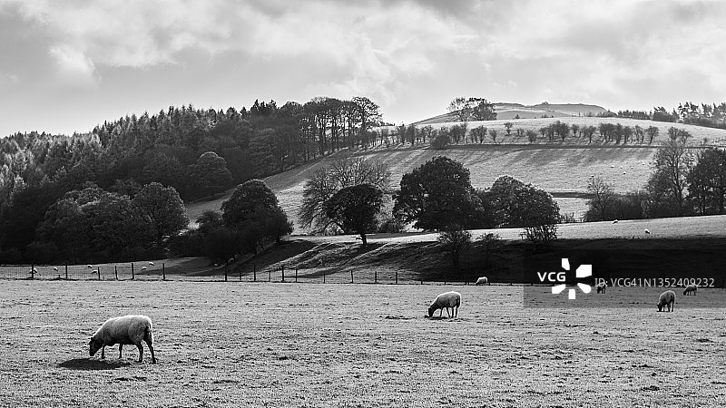 德文特河边的绵羊图片素材