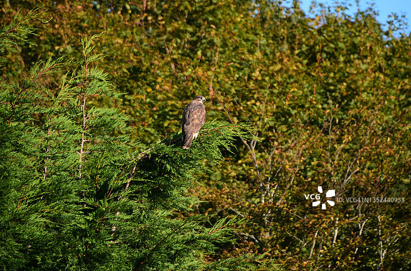 雀鹰栖息图片素材