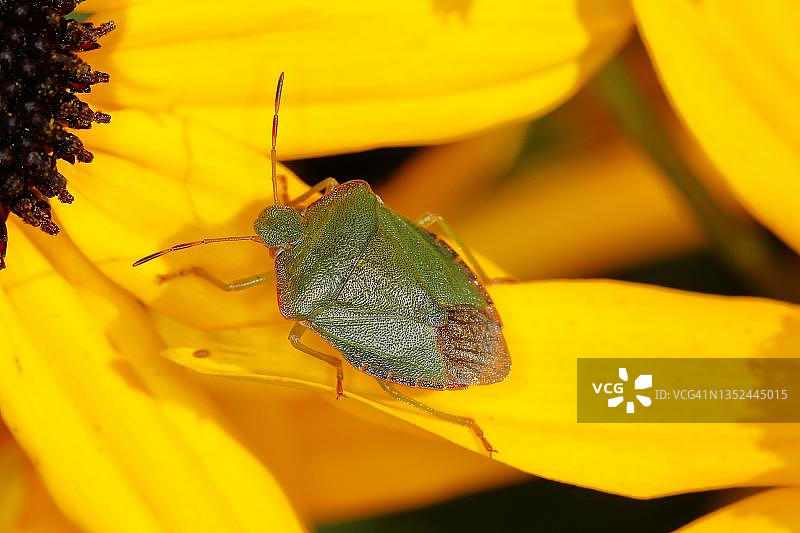 德国北莱茵-威斯特法伦州维尔登：花园中黄色锥花上的绿色盾椿象图片素材