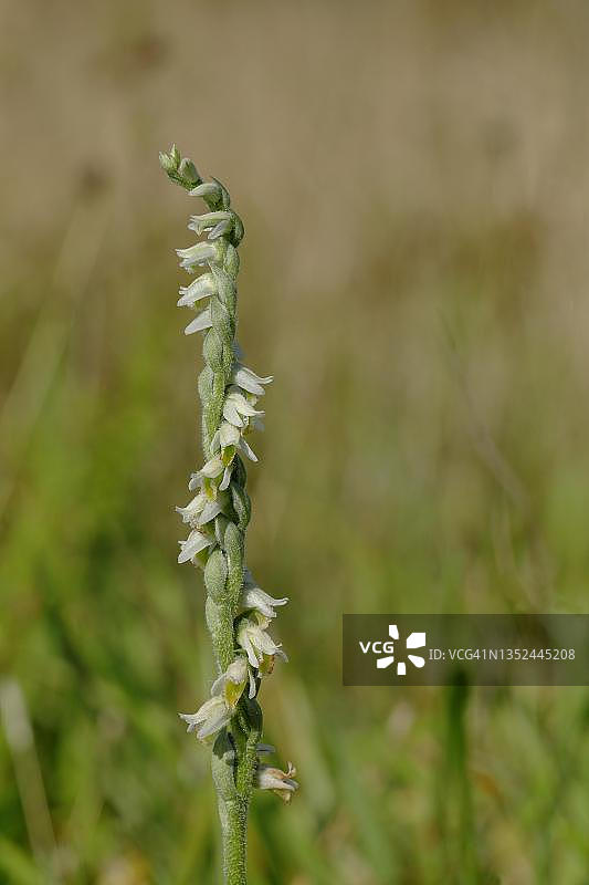 秋天绶草花序，德国黑森州图片素材