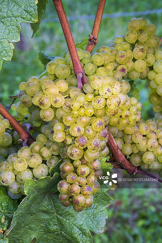 德国巴登-符腾堡州雷司令葡萄图片素材