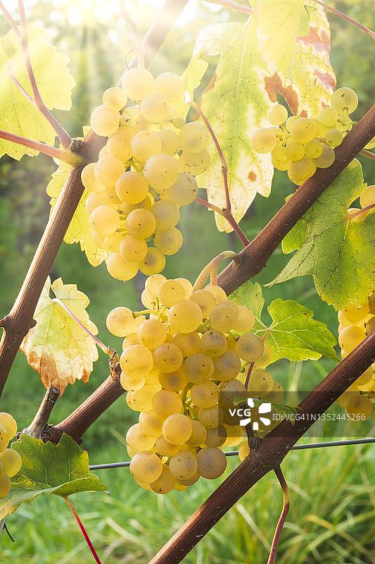 德国巴登-符腾堡州雷司令葡萄图片素材