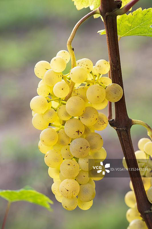 德国巴登-符腾堡州雷司令葡萄图片素材