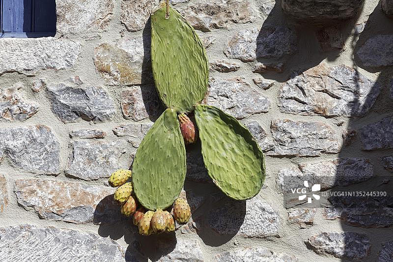 作为装饰挂在墙上的带果实的刺梨，位于希腊拉科尼亚马尼半岛的阿雷奥波利斯图片素材