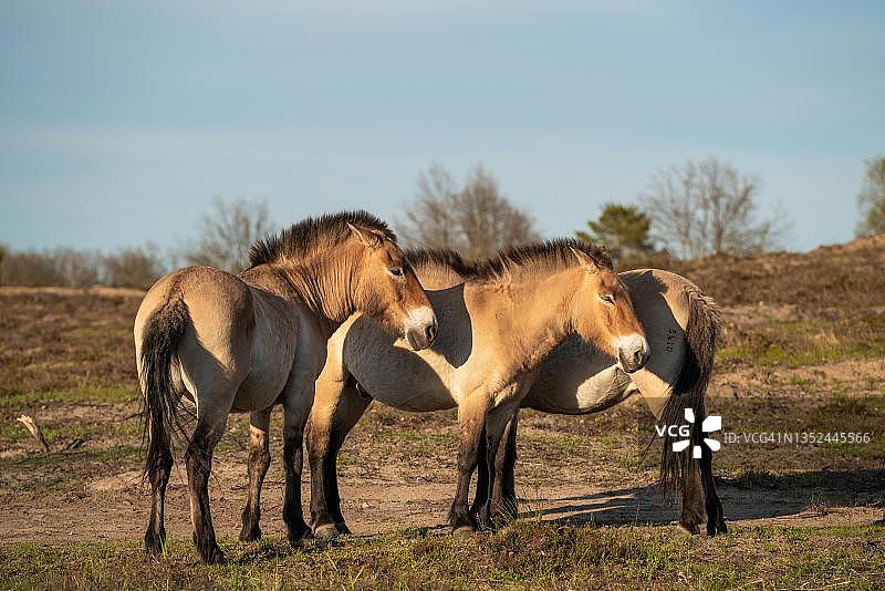 德国勃兰登堡州普氏野马图片素材