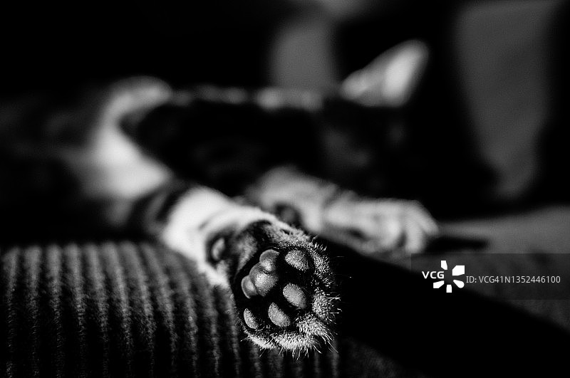 猫爪肉垫特写图片素材
