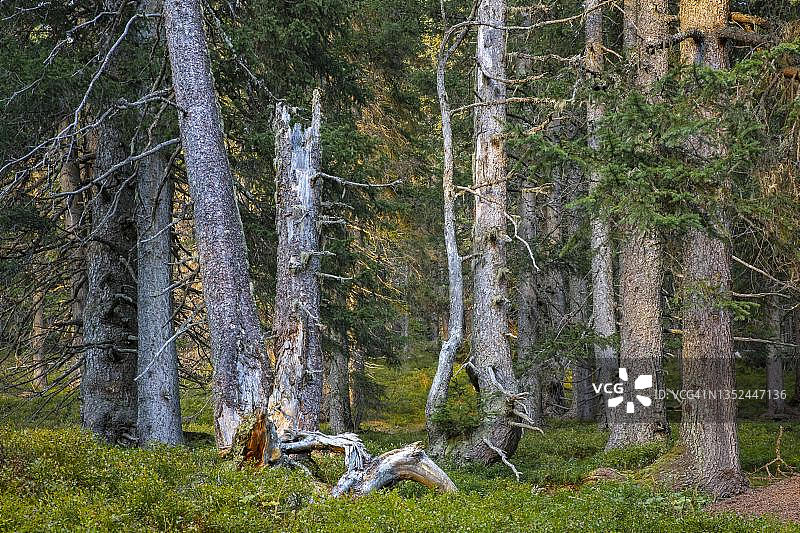 欧洲云杉图片素材