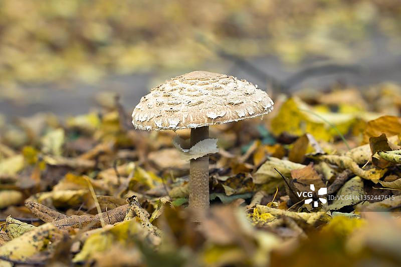 德国柏林：秋叶中的巨型蘑菇图片素材