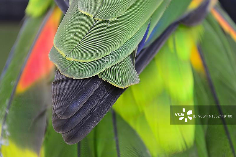 蓝额亚马逊鹦鹉羽毛细节，玻利维亚拉巴斯省卡拉纳维附近图片素材