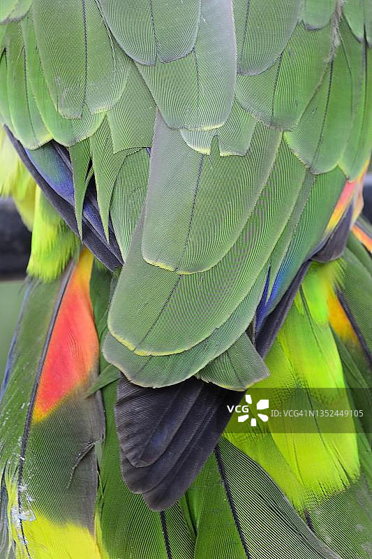 蓝额亚马逊鹦鹉羽毛细节，玻利维亚拉巴斯省卡拉纳维附近图片素材