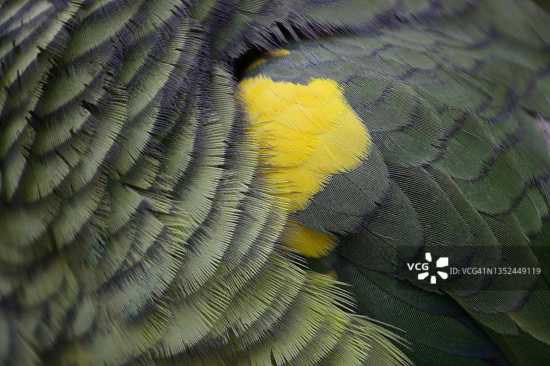 蓝额亚马逊鹦鹉羽毛细节，玻利维亚拉巴斯省卡拉纳维附近图片素材