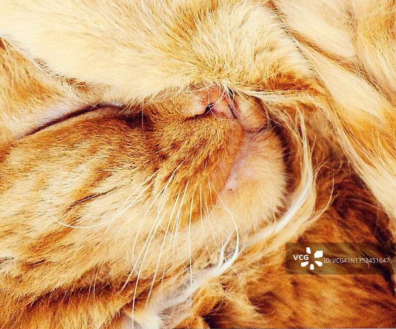 猫咪特写图片素材